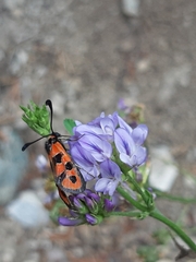 Zygaena fausta