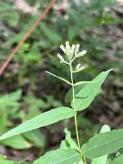 Eupatorium godfreyanum