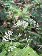 Eupatorium godfreyanum