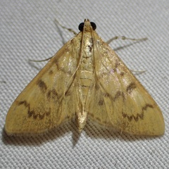 Psara dryalis
