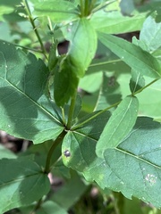 Eupatorium godfreyanum