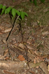 Tipularia discolor