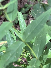 Eupatorium godfreyanum