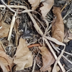 Ablepharus budaki