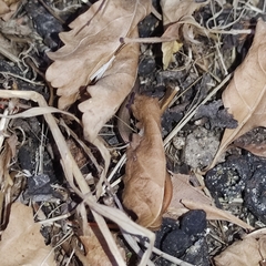 Ablepharus budaki
