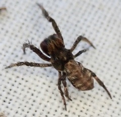 Hyptiotes paradoxus