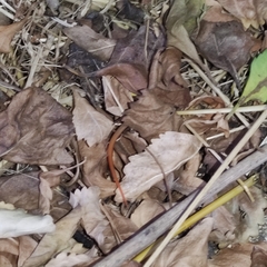 Ablepharus budaki