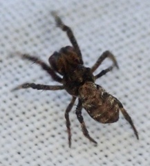 Hyptiotes paradoxus