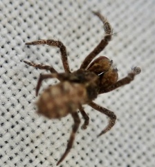 Hyptiotes paradoxus