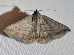 Lesmone griseipennis