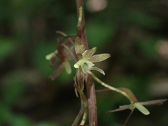 Tipularia discolor