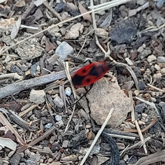Pyrrhocoris apterus
