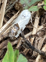 Tarache tetragona