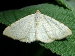 Taeniogramma octolineata