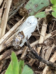 Tarache tetragona