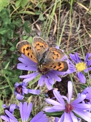 Tharsalea dorcas sangremar