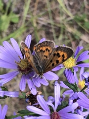 Tharsalea dorcas sangremar