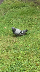 Columba livia