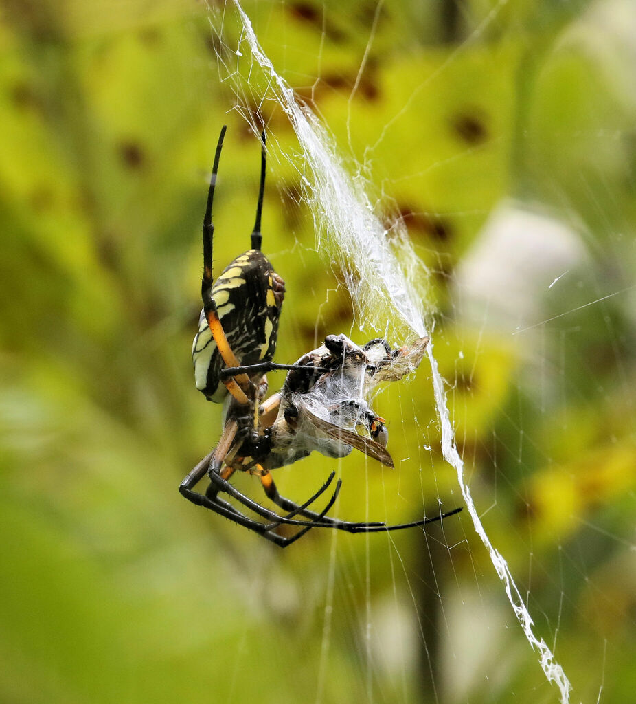 Yellow Garden Spider From Sullivan, Tn, Usa On August 08, 2022 At 09:44 