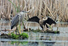 Ardea herodias