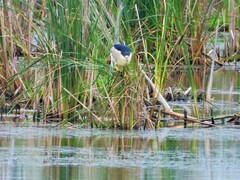 Nycticorax nycticorax