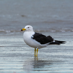 Olrog's Gull photo 1