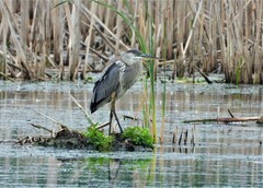 Ardea herodias