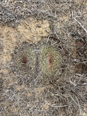 Mammillaria brandegeei