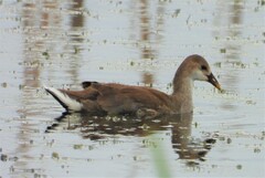 Gallinula galeata