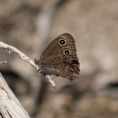 Cercyonis sthenele paulus