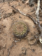 Mammillaria brandegeei