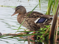 Anas platyrhynchos