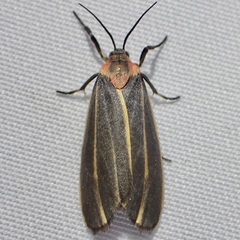 Haematomis uniformis