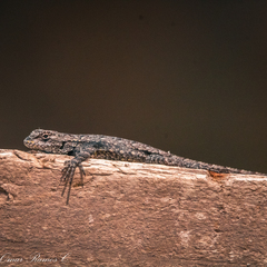 Sceloporus lemosespinali