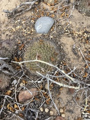 Mammillaria brandegeei