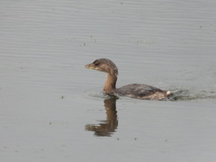 Podilymbus podiceps