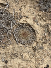 Mammillaria brandegeei