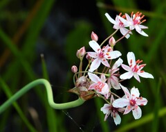 Butomus umbellatus
