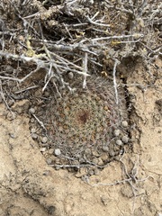 Mammillaria brandegeei
