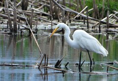 Ardea alba