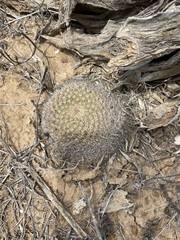 Mammillaria brandegeei