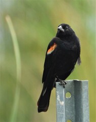 Agelaius phoeniceus