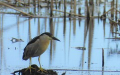Nycticorax nycticorax
