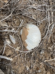 Haliotis cracherodii