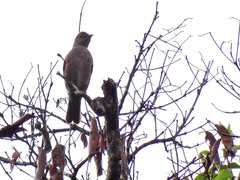 Cotinga cayana