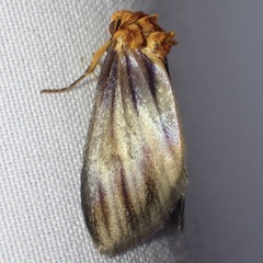 Eulithosia plesioglauca