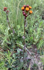 Packera pauciflora