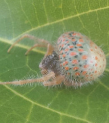 Mastophora carpogaster