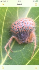Mastophora carpogaster