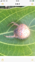 Mastophora carpogaster